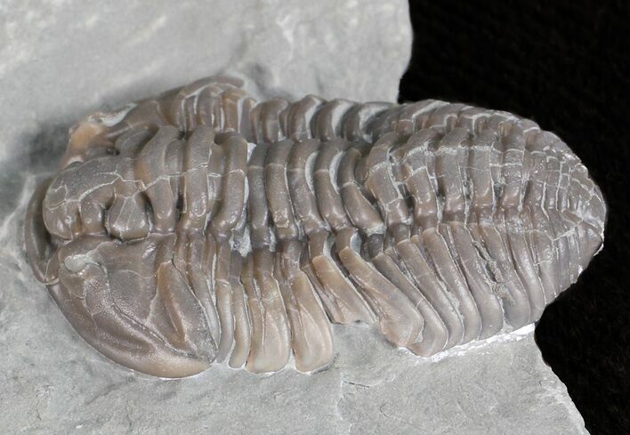 Flexicalymene Trilobite - Ohio #61038